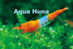 Orange Rili Shrimp - Aqua Huna