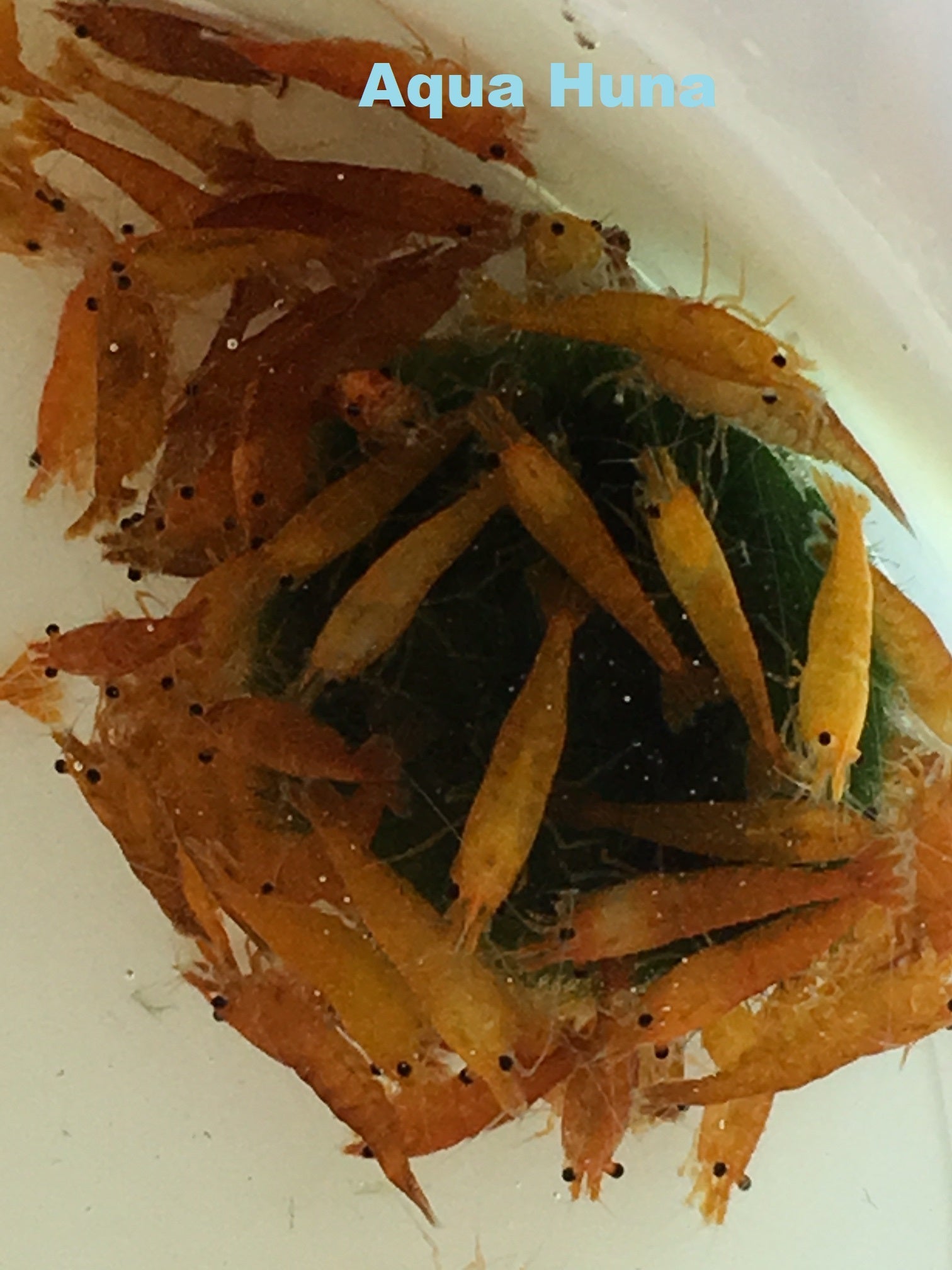 Aqua Shrimp出品 Black Tiger Prawns for Export to Japan Meet International Standards