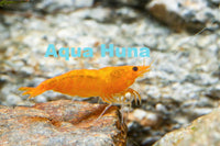 Orange Shrimp - Aqua Huna