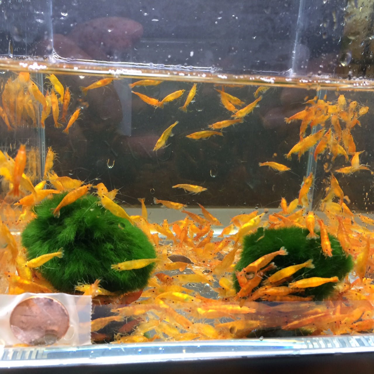 Orange Shrimp - Vivid Aquarium Accent