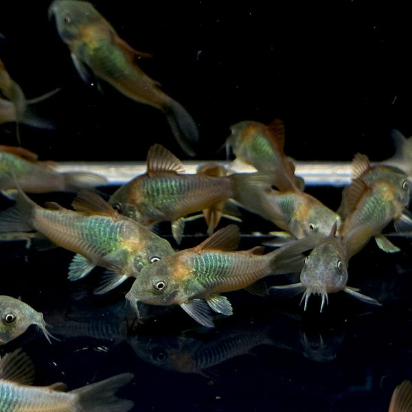 Orange Venezuelan Cory - Vibrant Catfish for Freshwater Tank