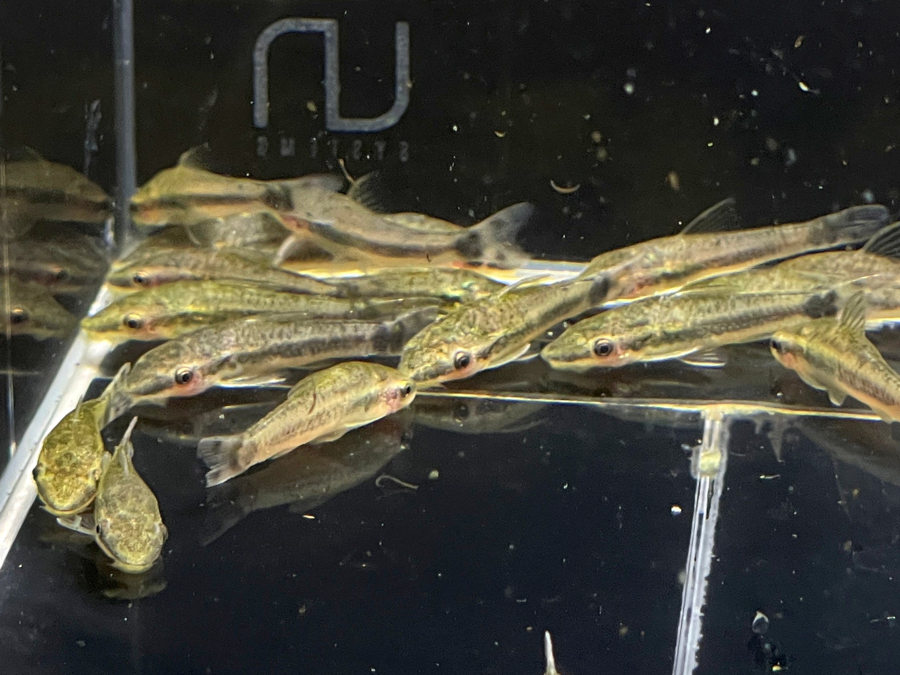 Otocinclus - Aqua Huna