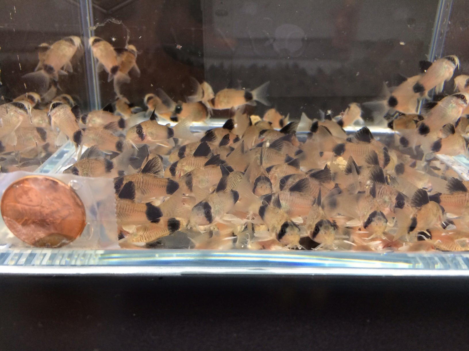 Panda Cory - Aqua Huna