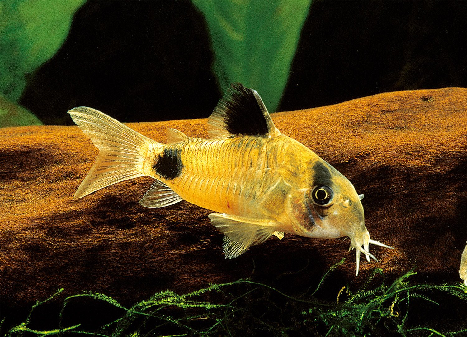 Panda Cory - Aqua Huna