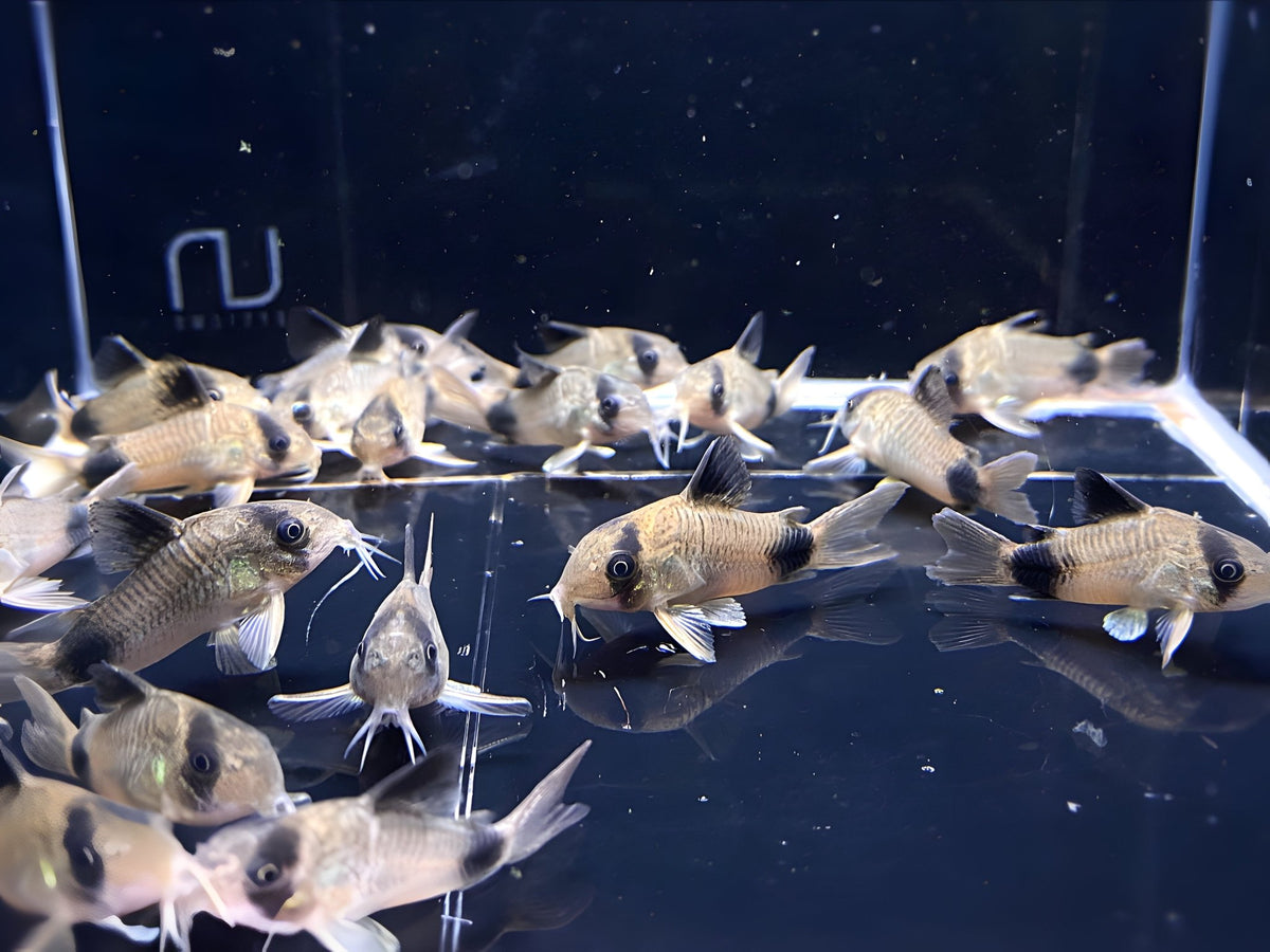Panda Cory
