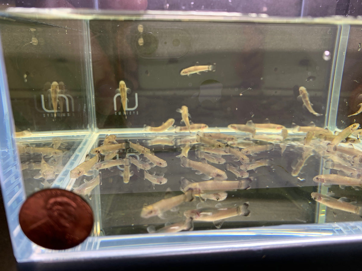 Panda Garra (Size S)- Efficient Freshwater Algae Cleaner