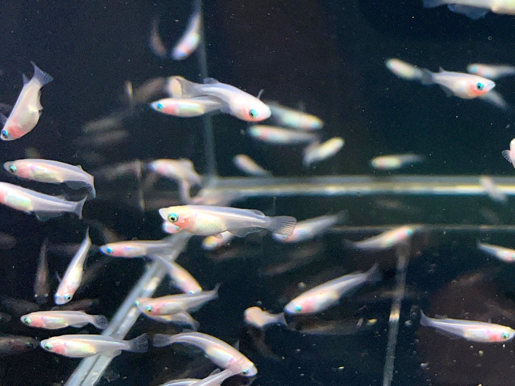 Pet Rice Fish Pearl Galaxy Medaka Ricefish - Japanese Ricefish for Sale