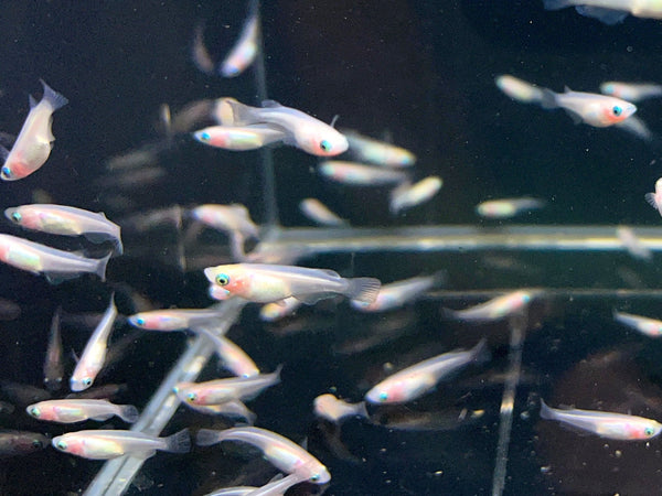 Pearl Galaxy Medaka Ricefish / Japanese Ricefish - Aqua Huna