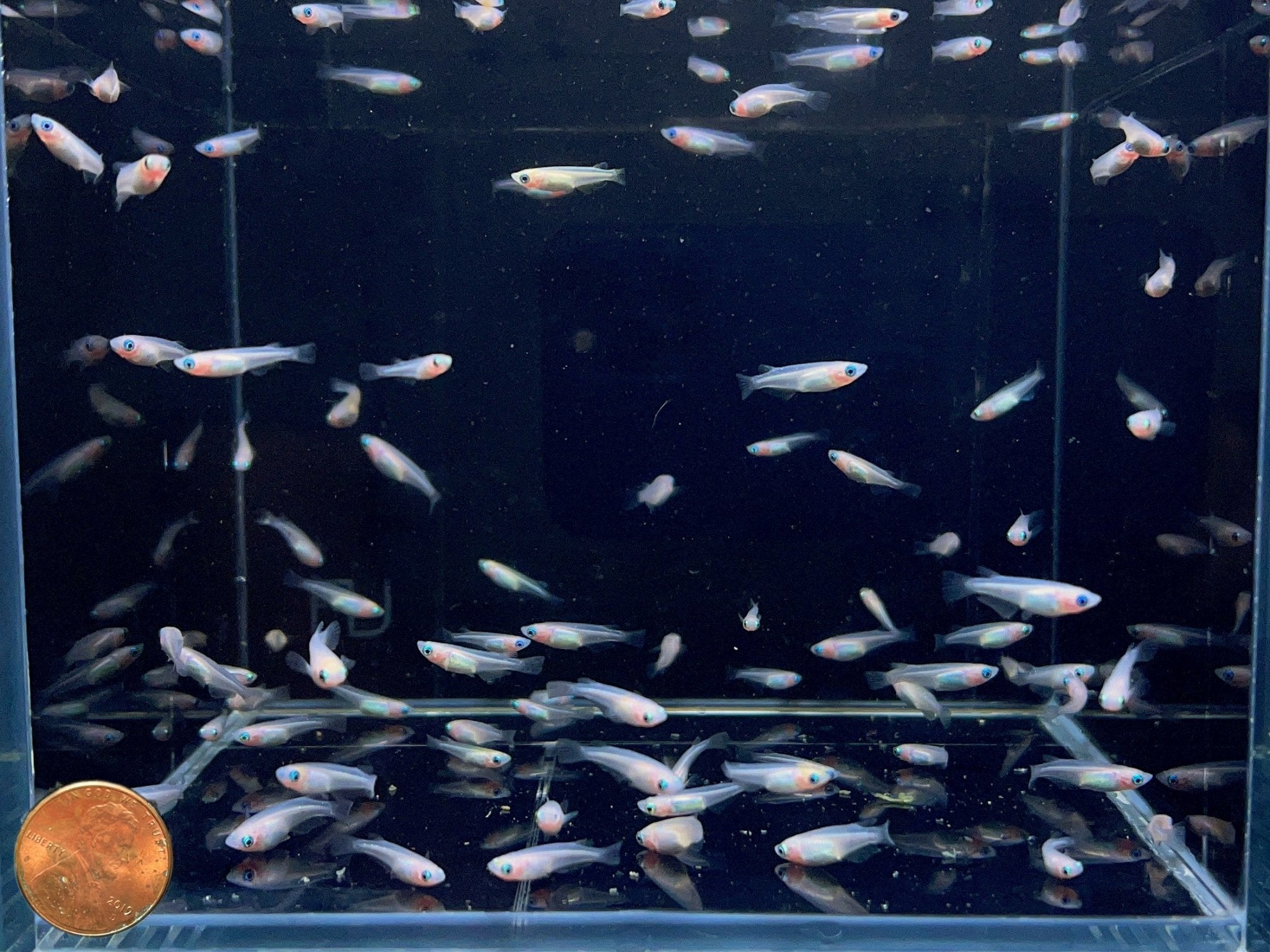 Pearl Galaxy Medaka Ricefish / Japanese Ricefish - Aqua Huna