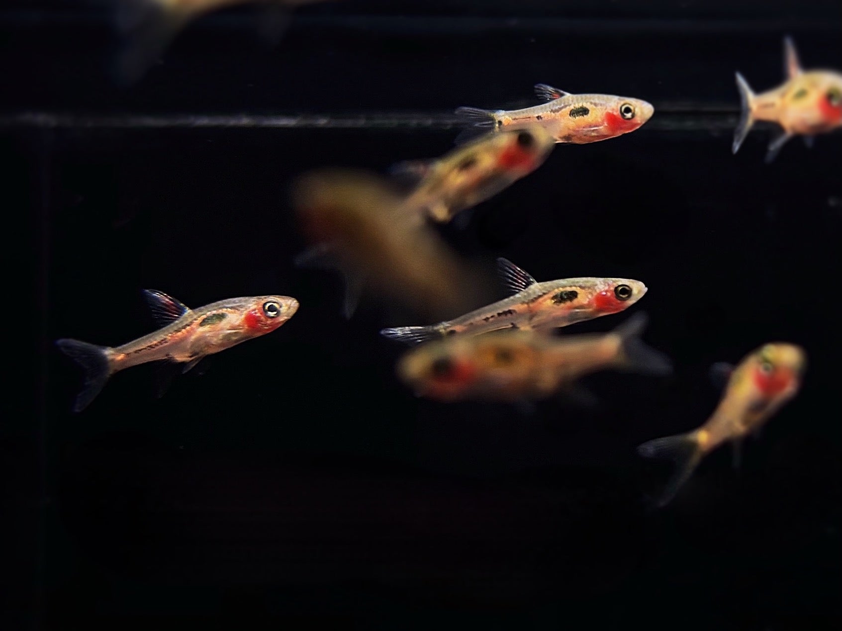 Phoenix Rasbora - Aqua Huna
