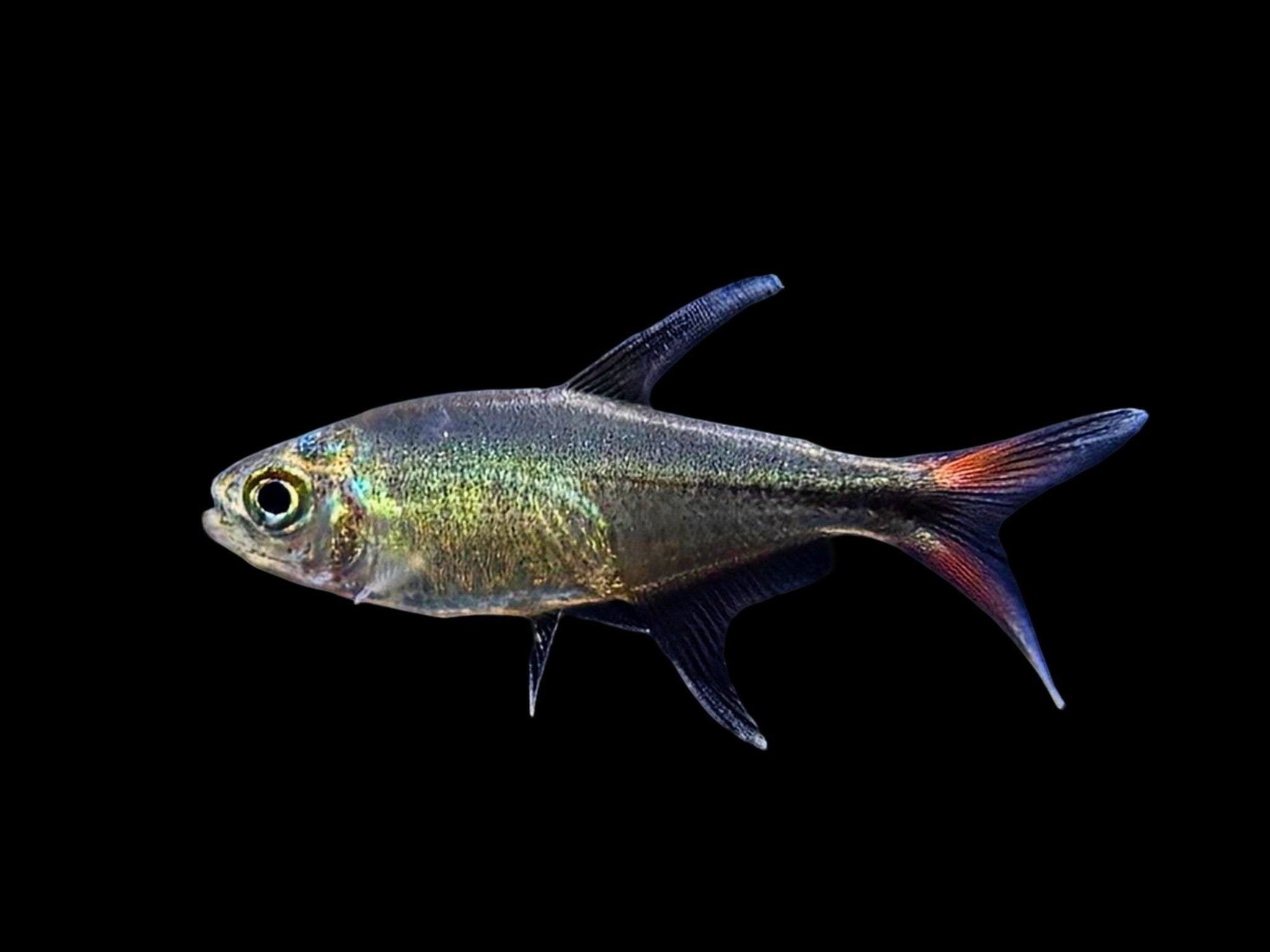 Phoenix Tetra - Aqua Huna