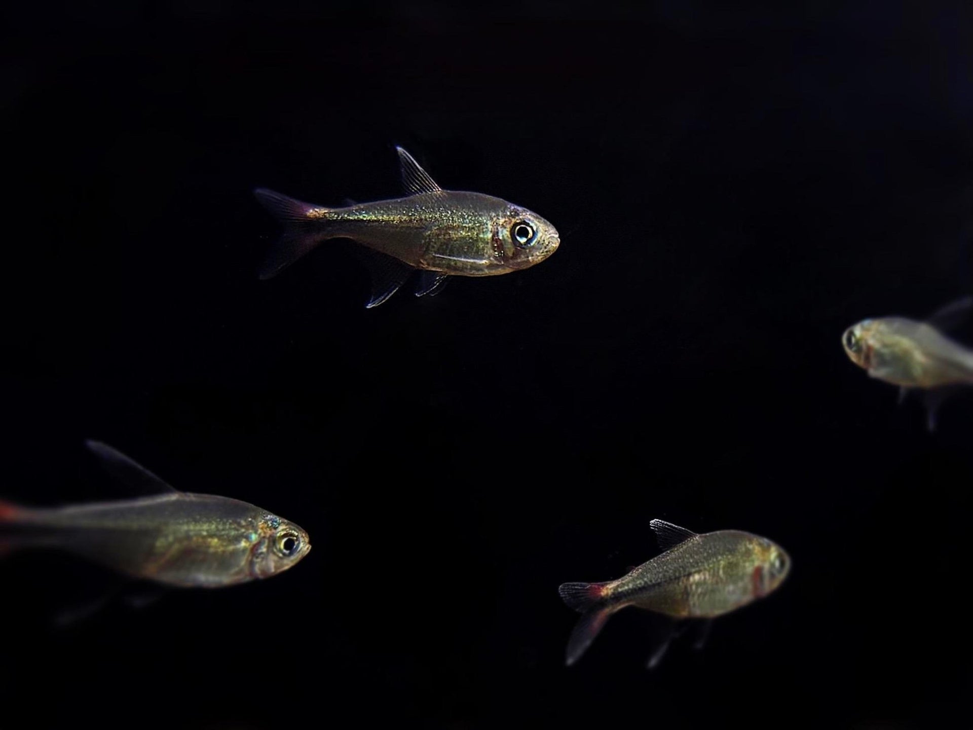 Phoenix Tetra Colorful Nano Schooling Fish