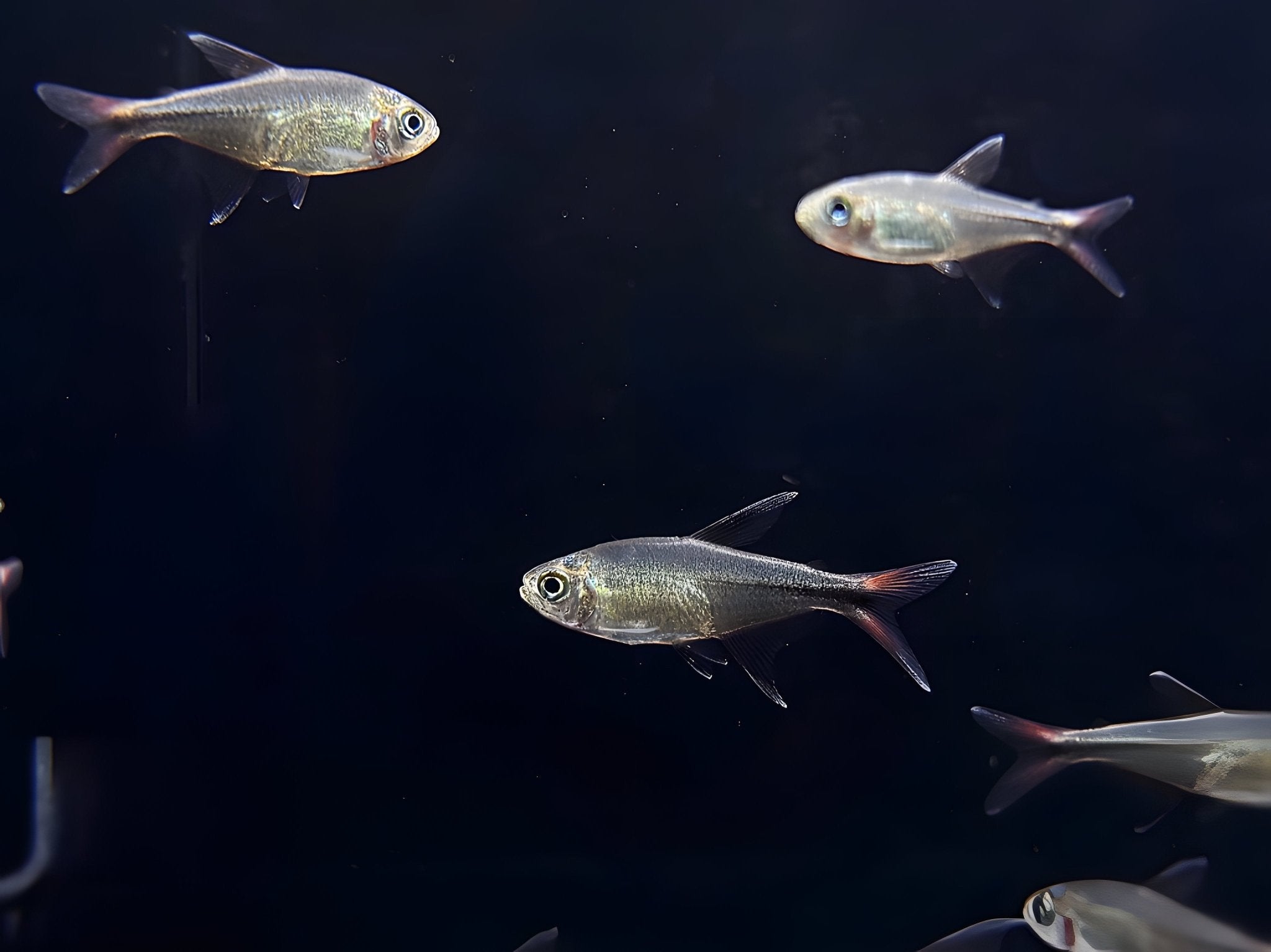 Phoenix Tetra - Aqua Huna