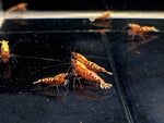 Pinto Galaxy Fishbone Red Shrimp (Grade A) - Aqua Huna