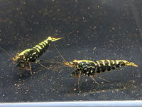 Pinto Galaxy Zebra Black Shrimp (Grade A) - Aqua Huna