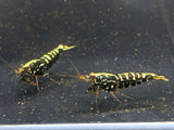 Pinto Galaxy Zebra Black Shrimp (Grade A) - Aqua Huna