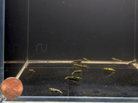 Pinto Galaxy Zebra Black Shrimp (Grade A) - Aqua Huna