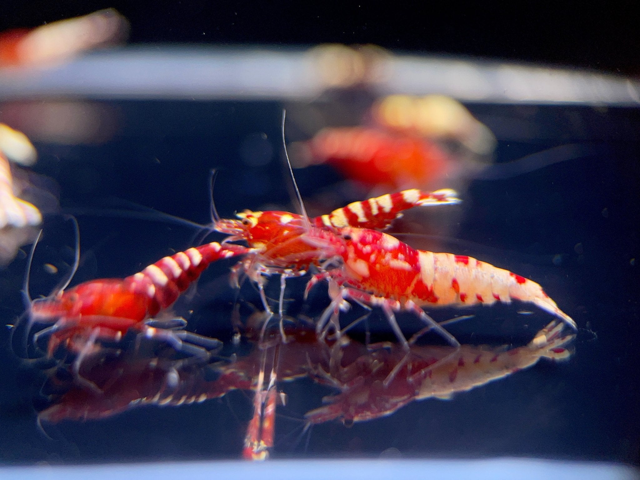 Pinto Red Spotted Shrimp - Aqua Huna