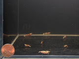 Pinto Tiger Red Shrimp (Grade A) - Aqua Huna