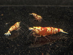 Pinto Tiger Red Shrimp (Grade A) - Aqua Huna