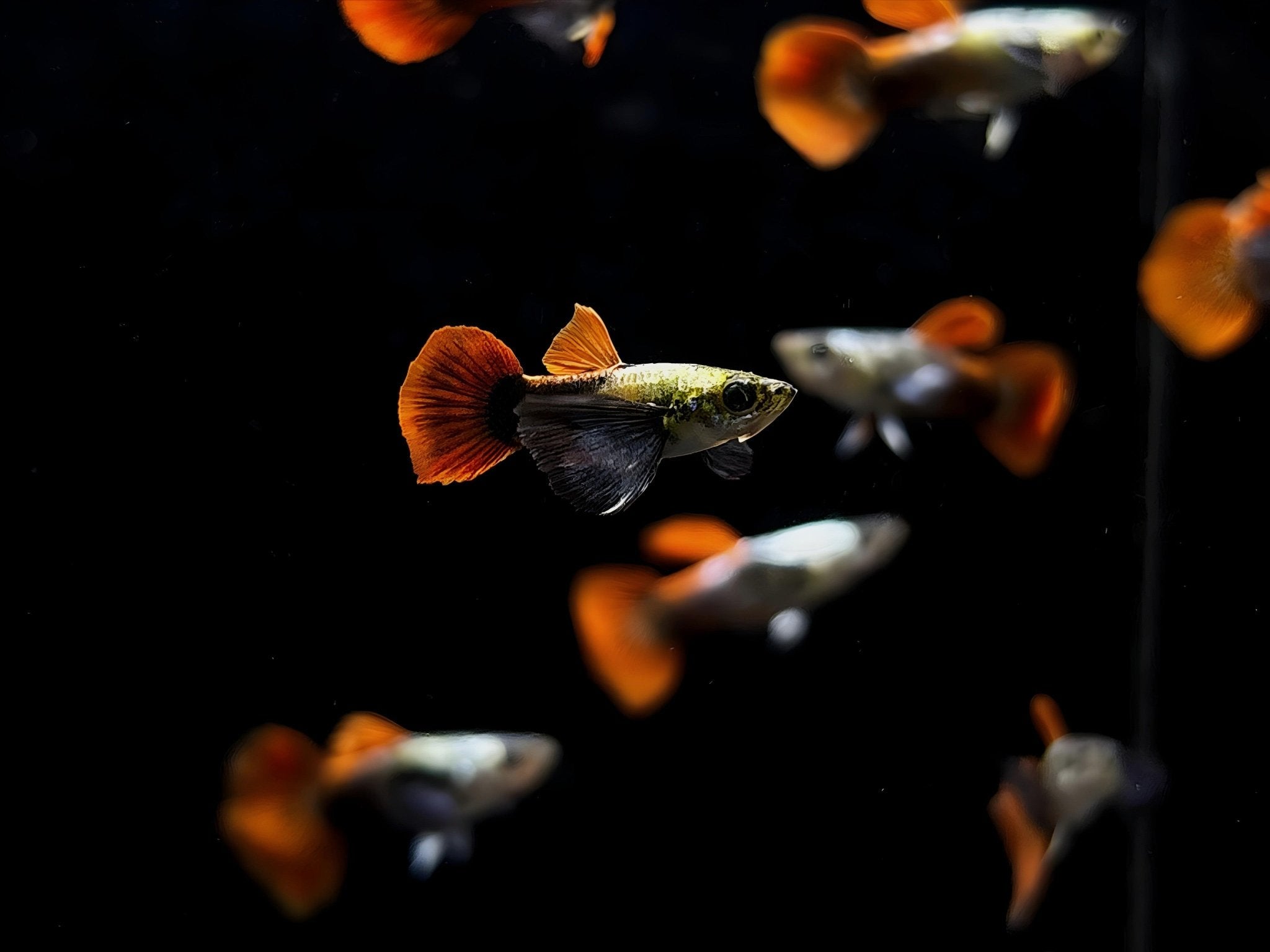 Platinum Redtail Dumbo Ear Guppy Males - Aqua Huna