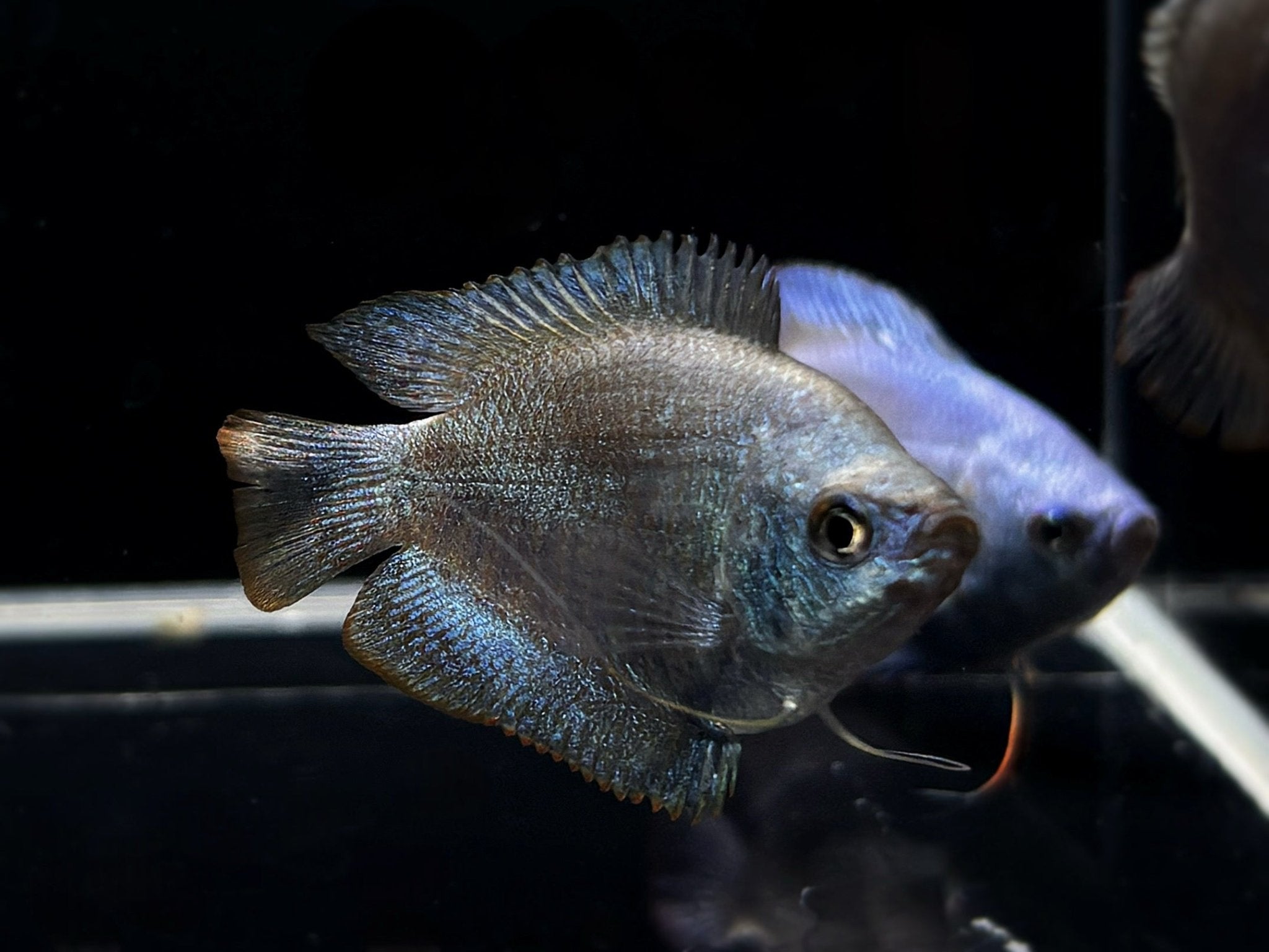 Powder Blue Dwarf Gourami