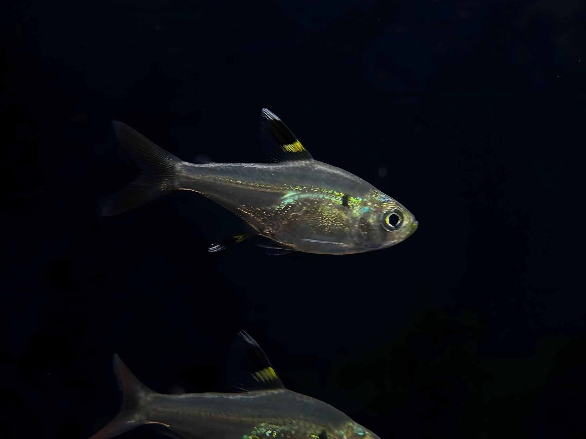 Pristella Tetra | X - Ray Tetra - Aqua Huna