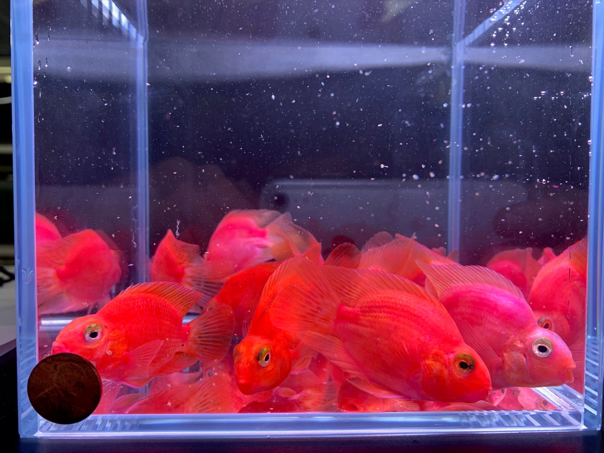 Purple Parrot (Grade A) 2.5" - Aqua Huna