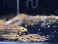 Pygmy Cory
