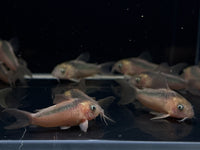 Geophagus sveni