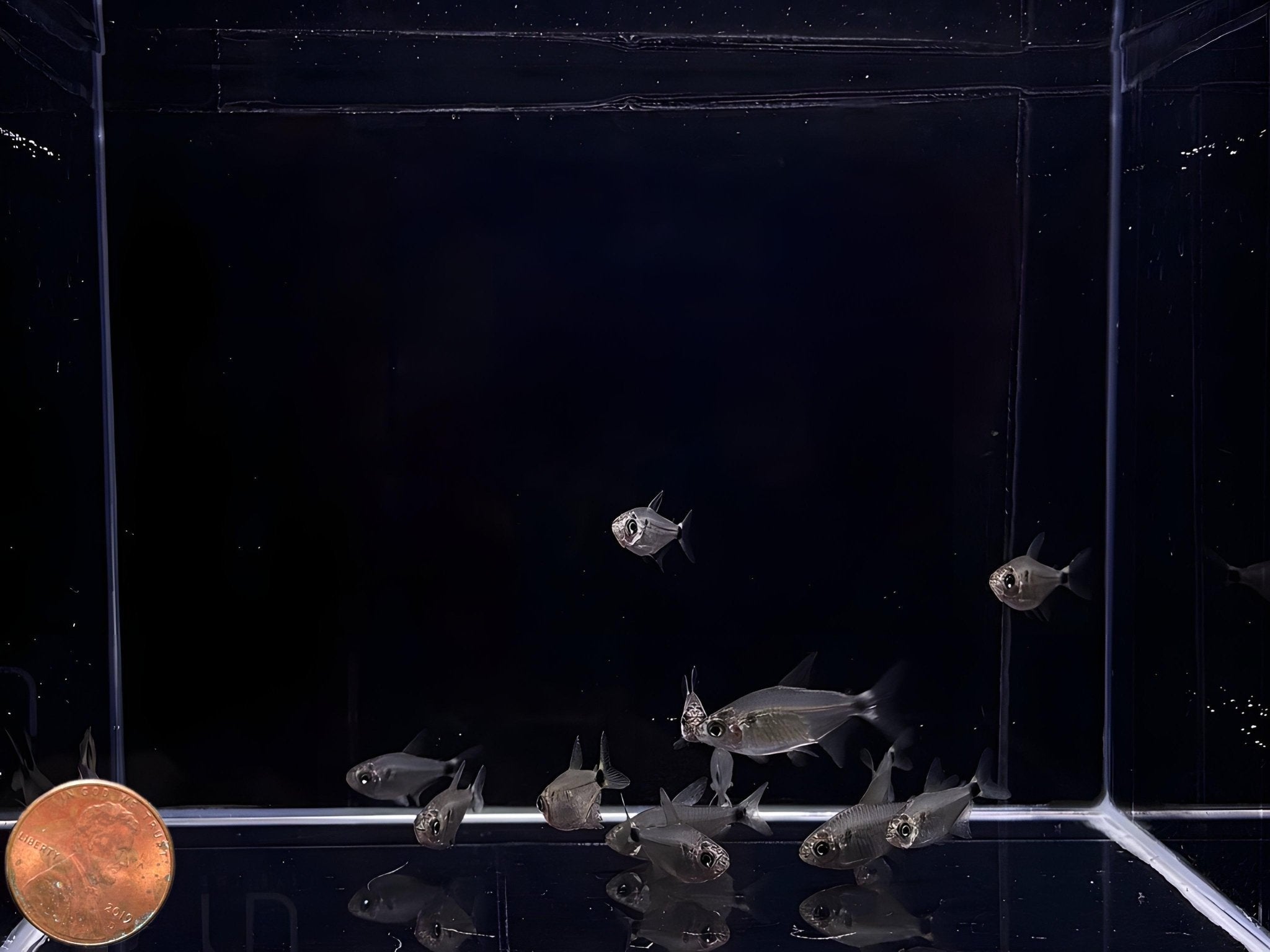 Raccoon Tetra - Aqua Huna