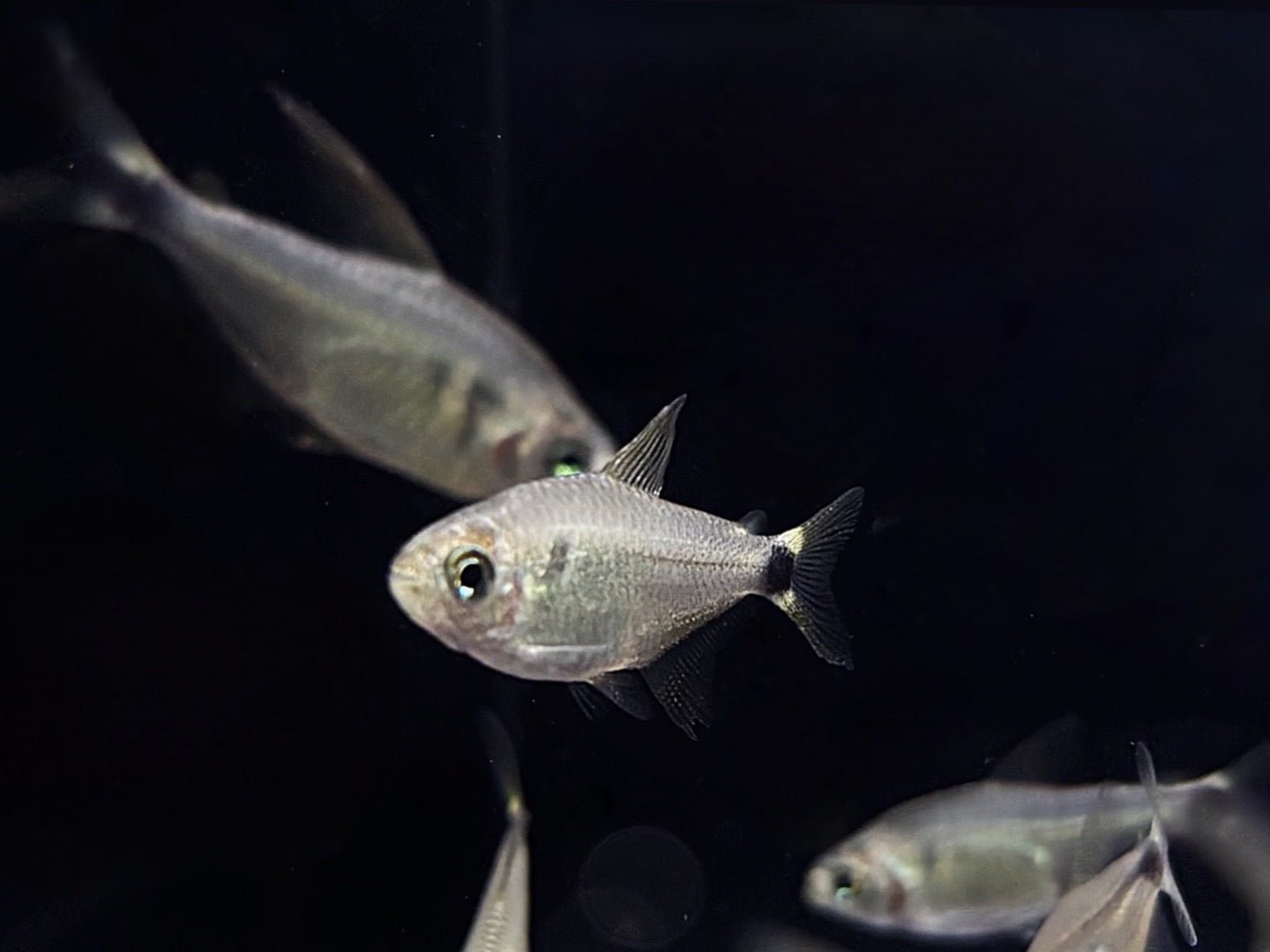 Raccoon Tetra