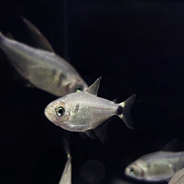 raccoon-tetra-