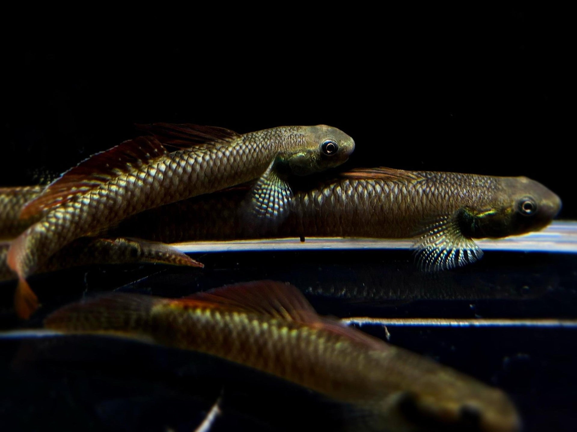 Rainbow Goby