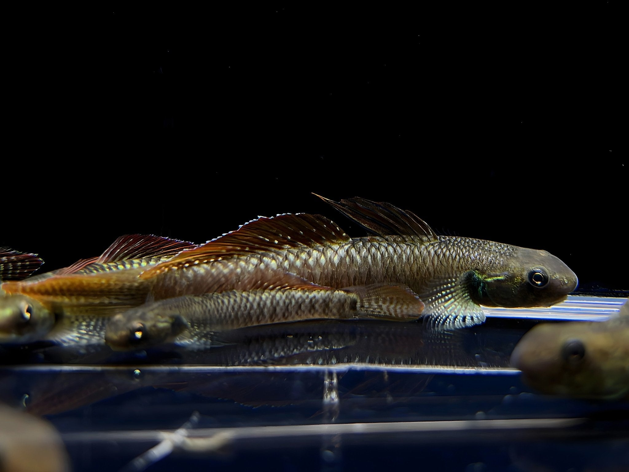 Rainbow Goby - Aqua Huna