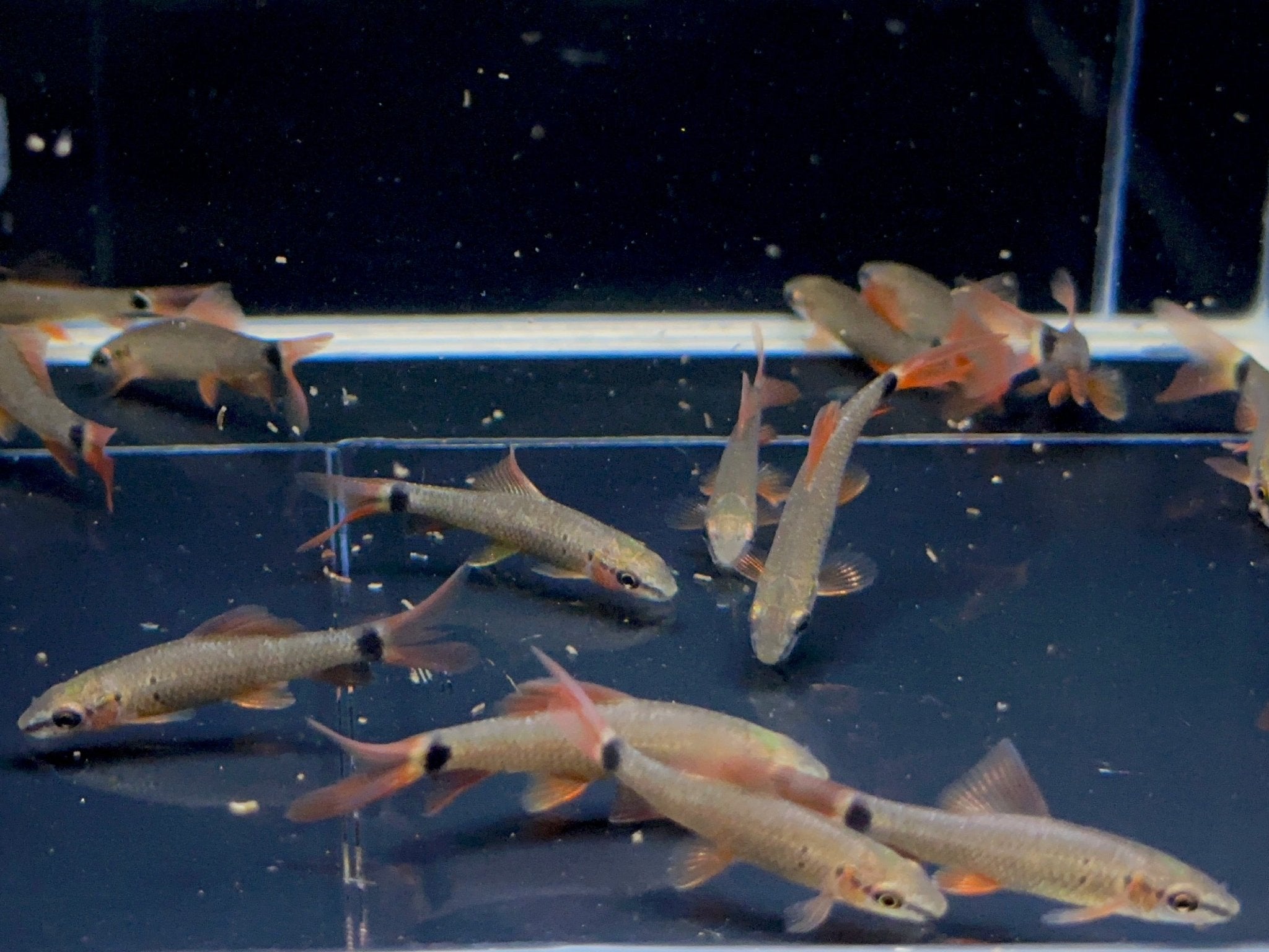 Rainbow Shark (S) - Aqua Huna
