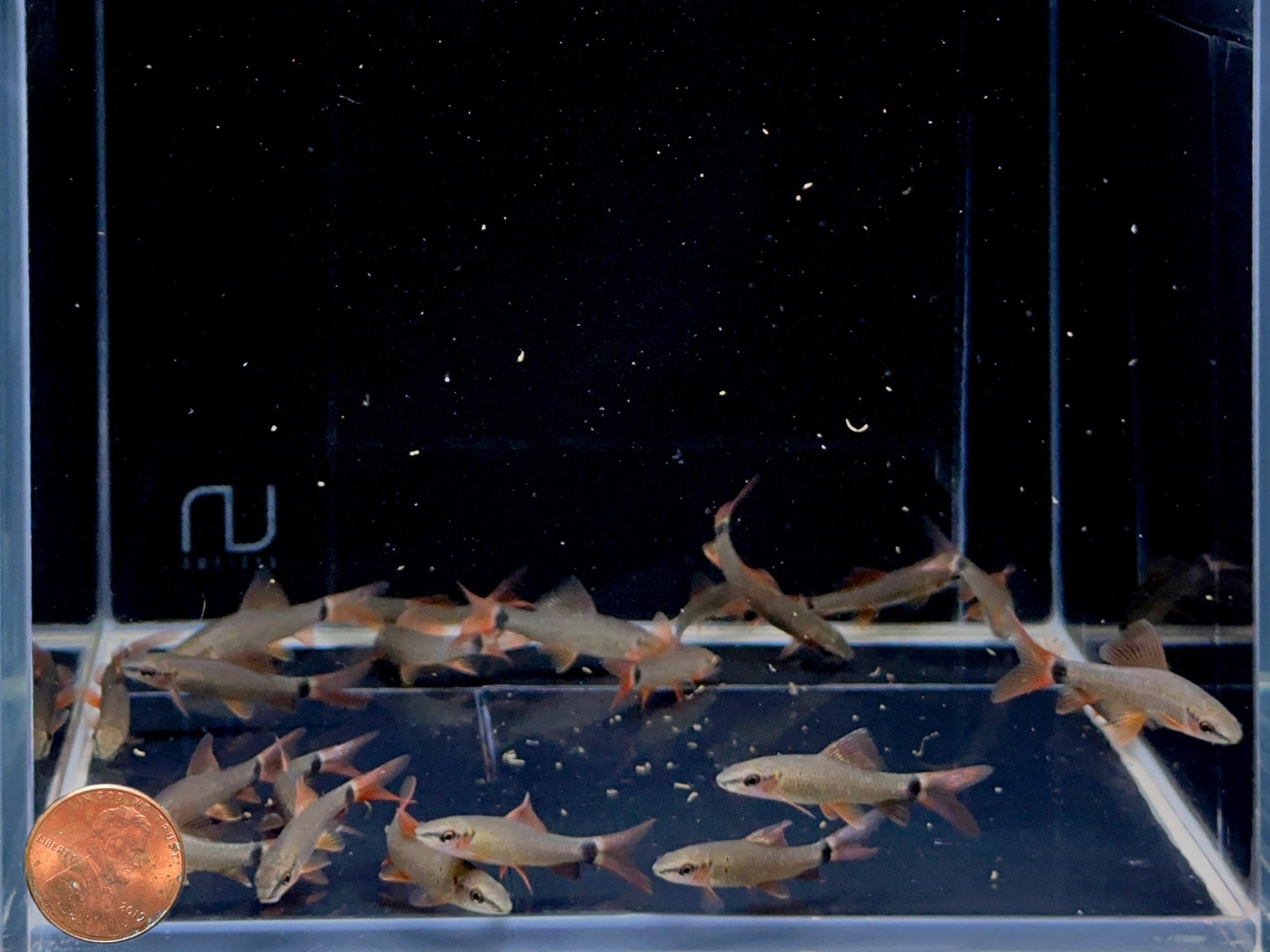 Rainbow Shark (S) - Aqua Huna