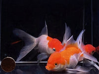 Red and White Oranda Goldfish - 3.75" - Aqua Huna