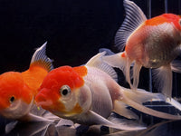 Red and White Oranda Goldfish - 3.75" - Aqua Huna