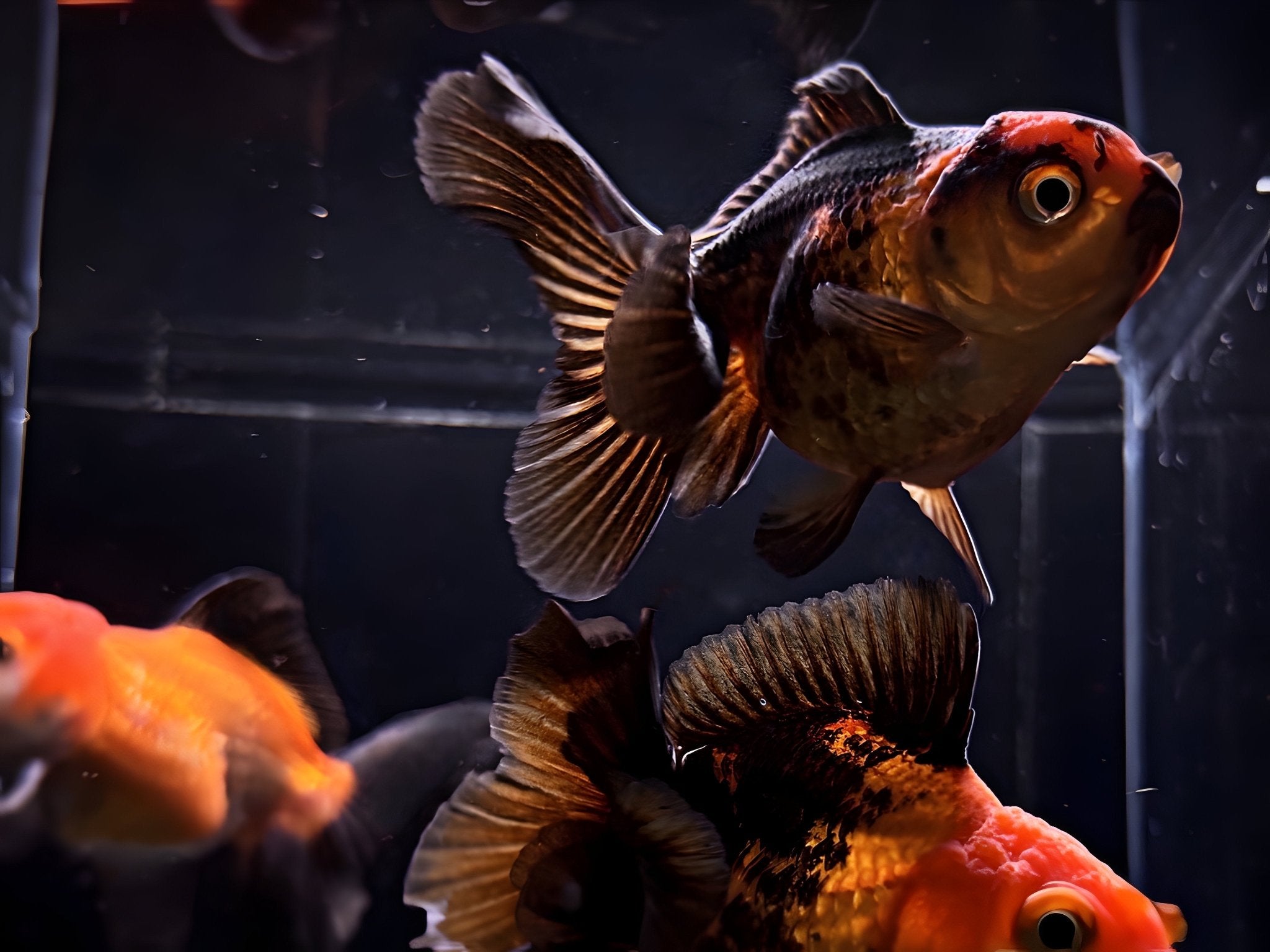 Red & Black Thailand Oranda Goldfish - 2.75" - 3.25" - Aqua Huna