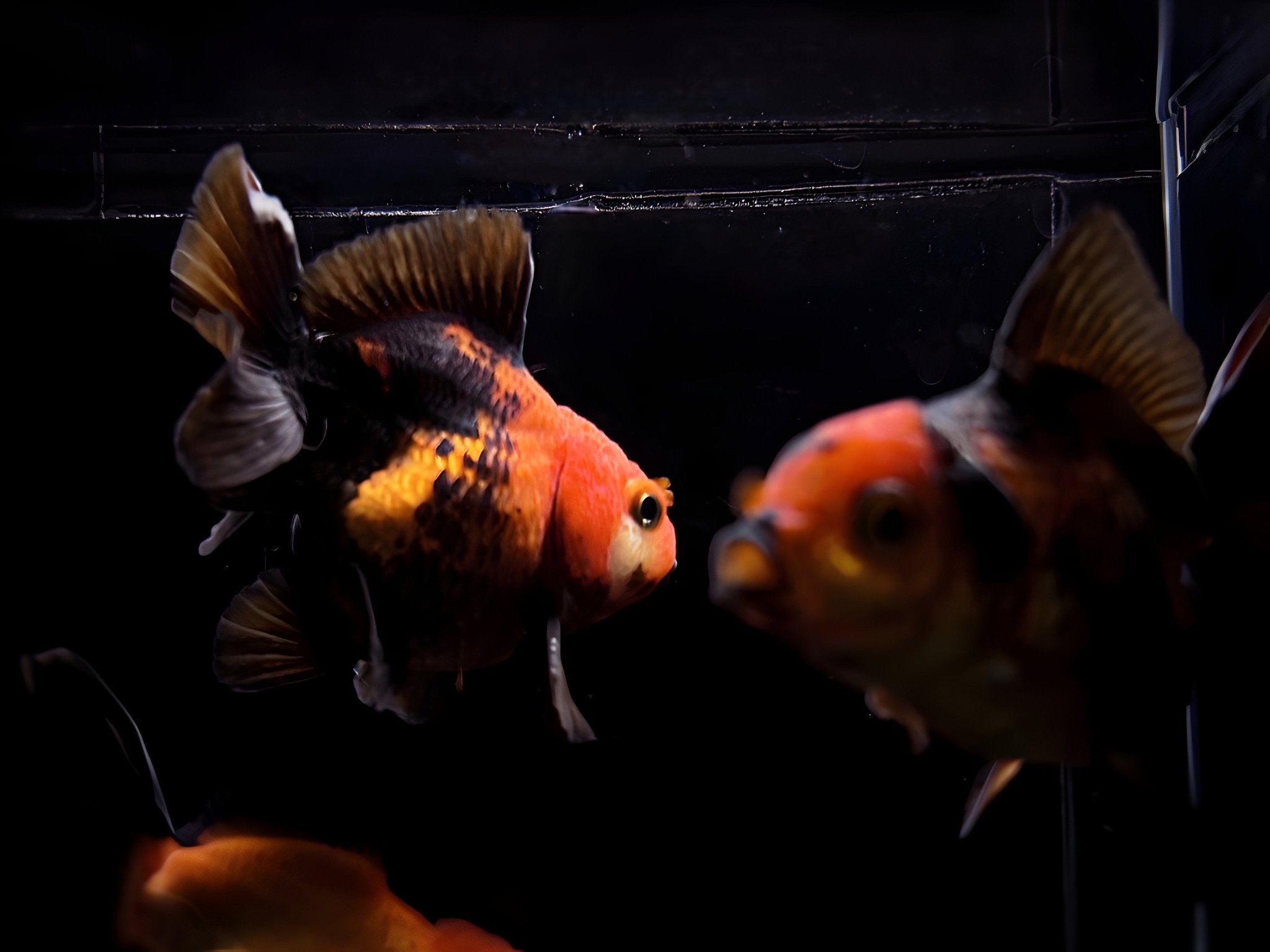 Red & Black Thailand Oranda Goldfish - 2.75" - 3.25" - Aqua Huna