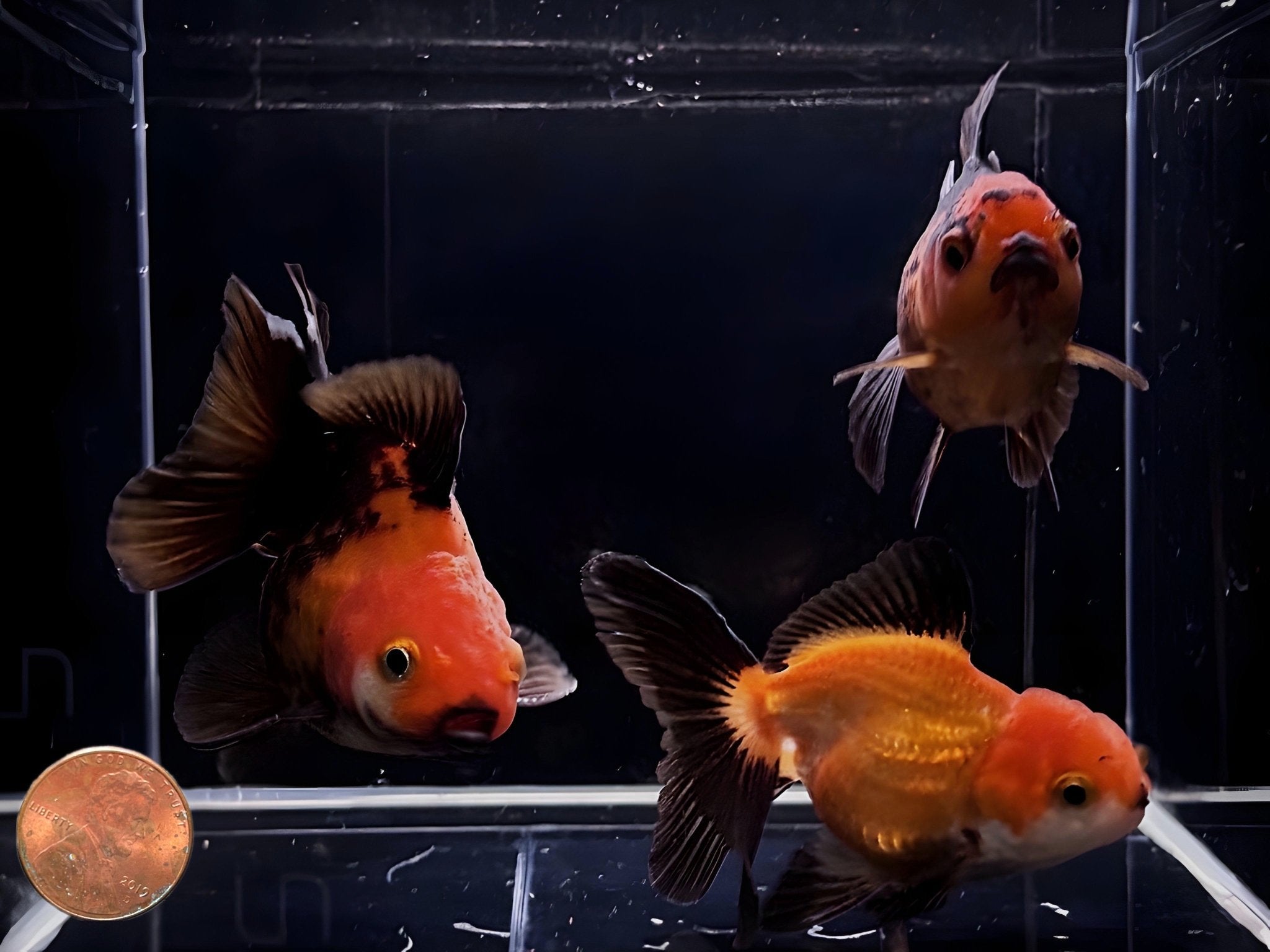 Red & Black Thailand Oranda Goldfish - 2.75" - 3.25" - Aqua Huna