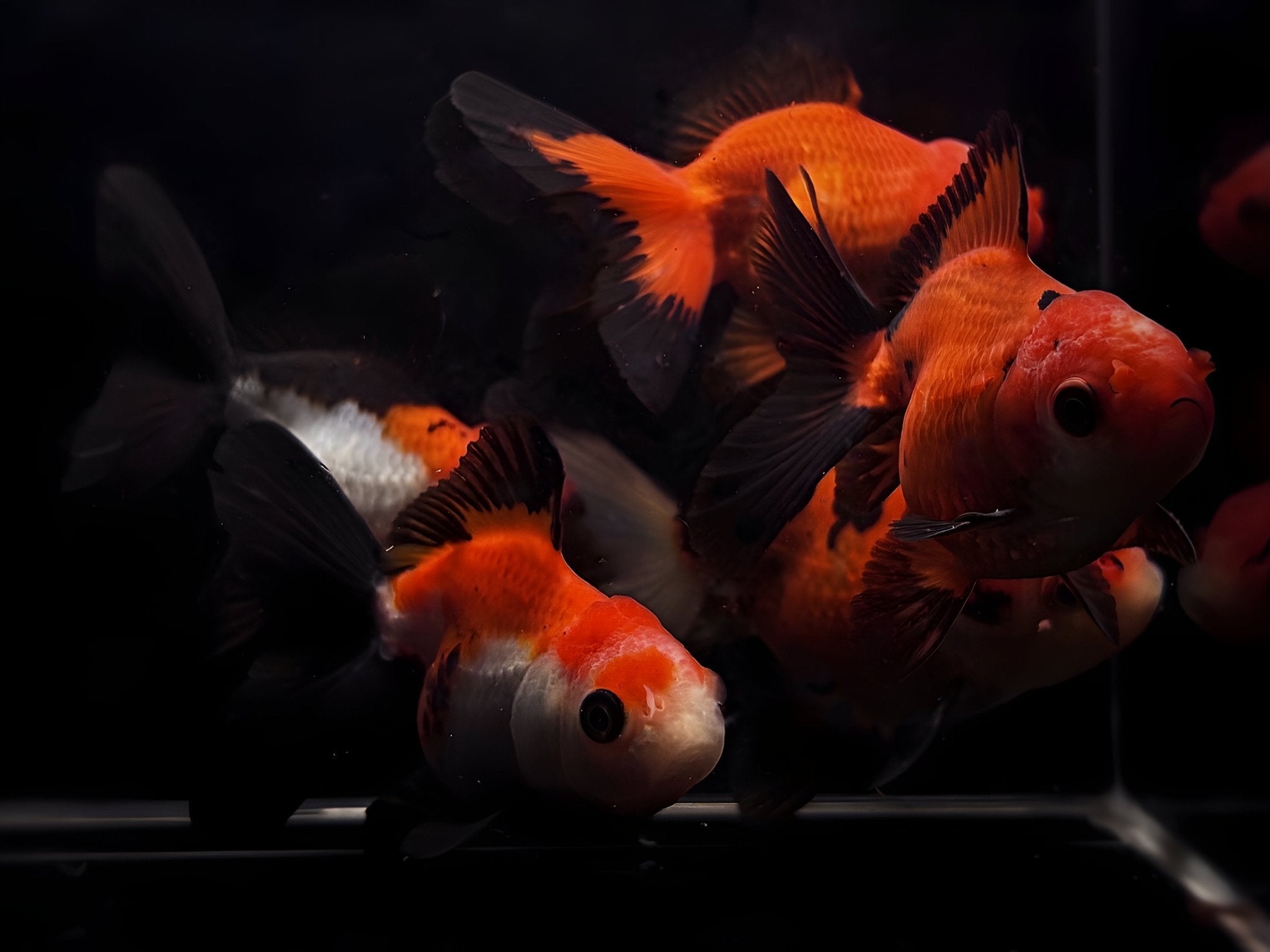 Red & Black Thailand Oranda Goldfish - 2.75" - 3.25" - Aqua Huna