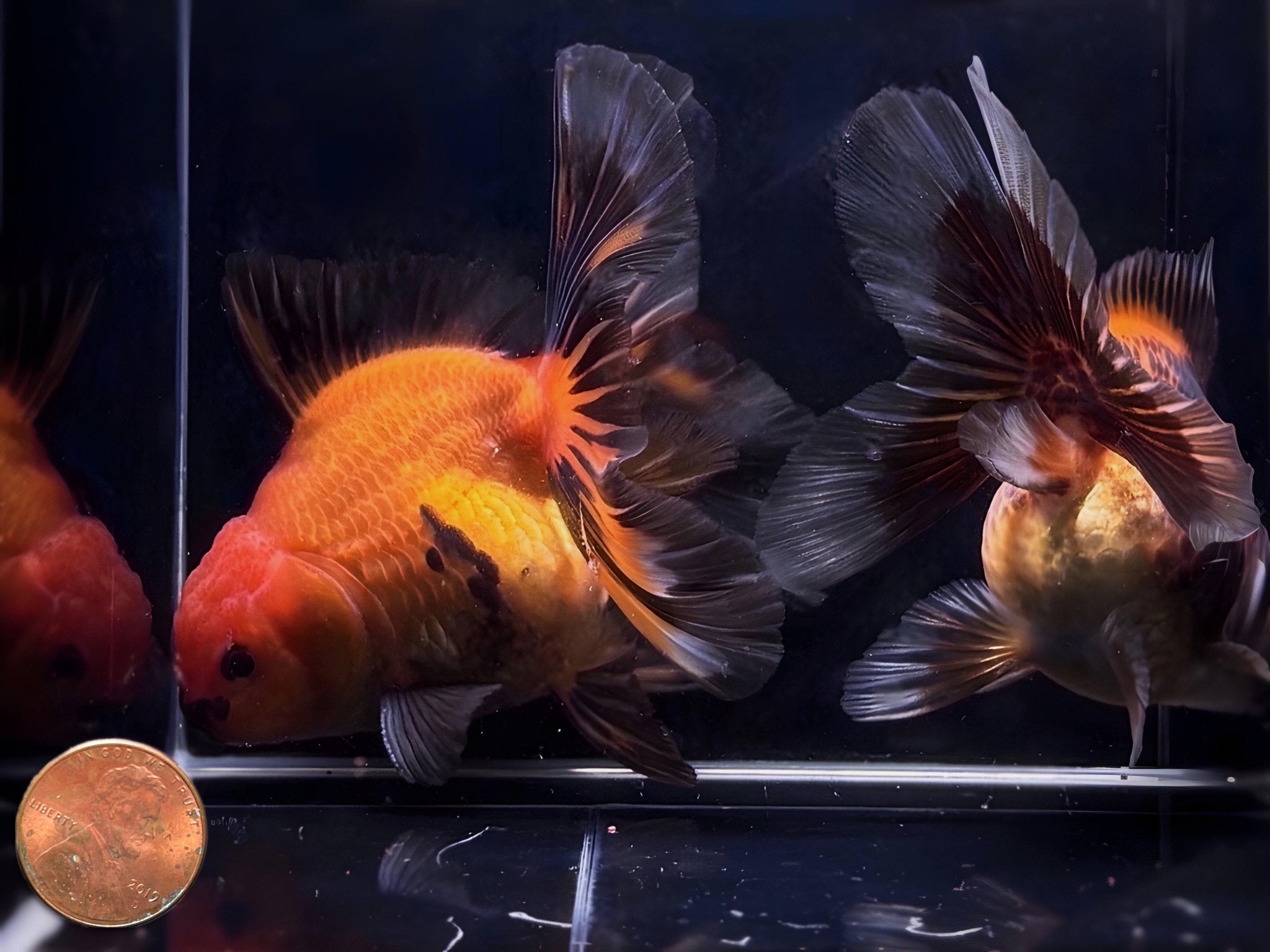 Red & Black Thailand Oranda Goldfish - 4" - 4.5" - Aqua Huna