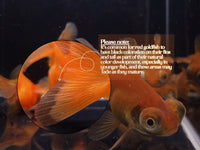 Red Butterfly Tail Goldfish - 2 - 2.5" - Aqua Huna