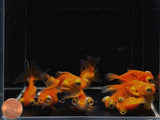 Red Butterfly Tail Goldfish - 2-2.5" - Aqua Huna