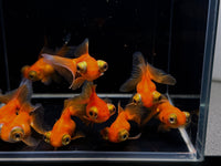 Red Butterfly Tail Goldfish - 2-2.5" - Aqua Huna