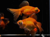 Red Butterfly Tail Goldfish - 3" - Aqua Huna