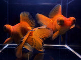 Red Butterfly Tail Goldfish - 4 - 4.5" - Aqua Huna