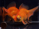 Red Butterfly Tail Goldfish - 4 - 4.5" - Aqua Huna